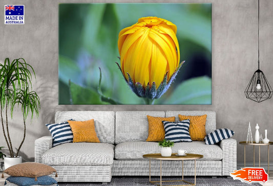 Marigold Calendula Bud Closeup Photograph Print 100% Australian Made