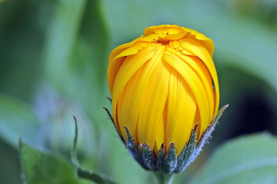 Marigold Calendula Bud Closeup Photograph Print 100% Australian Made