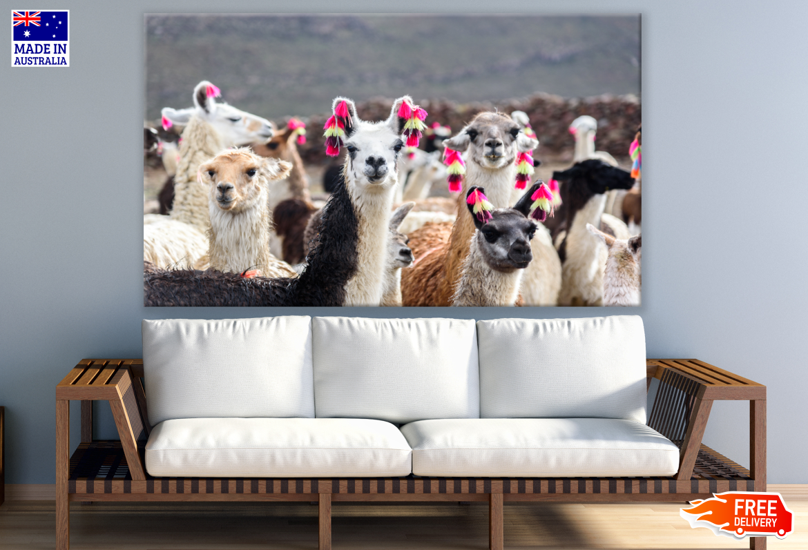 Llama Herd Photograph Print 100% Australian Made