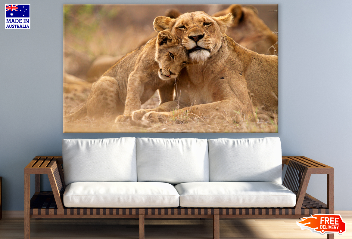 Lioness & Cub Love Photograph Print 100% Australian Made