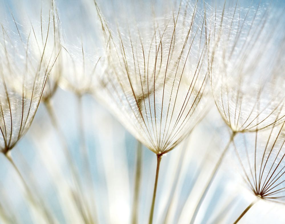 Dandelion Flowers Closeup View Home Decor Premium Quality Poster Print Choose Your Sizes
