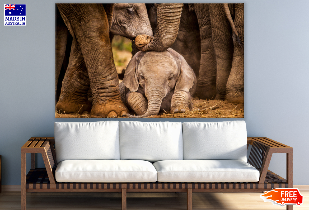 Elephant Baby Love Photograph Print 100% Australian Made