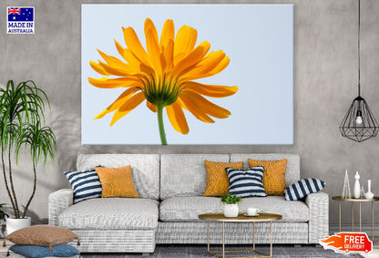 Blooming Sunflower Back View Photograph Print 100% Australian Made