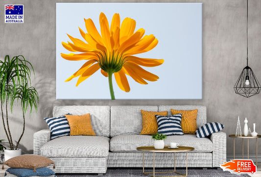 Blooming Sunflower Back View Photograph Print 100% Australian Made