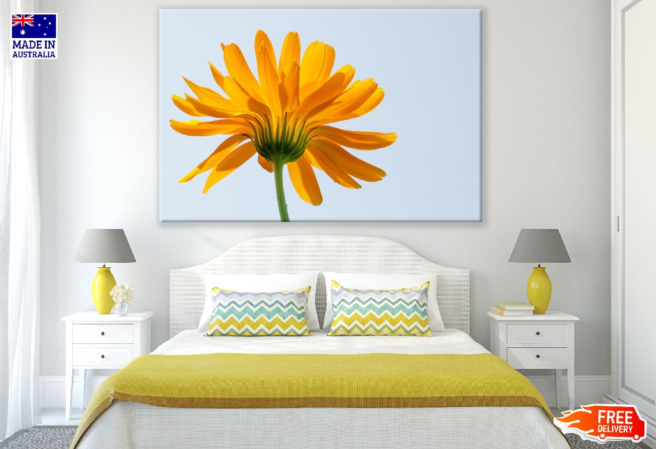 Blooming Sunflower Back View Photograph Print 100% Australian Made