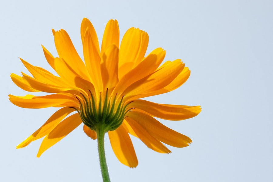 Blooming Sunflower Back View Photograph Print 100% Australian Made