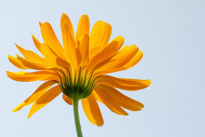 Blooming Sunflower Back View Photograph Print 100% Australian Made