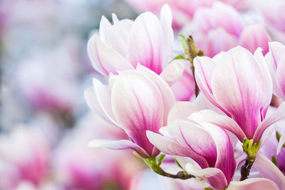 Pink Flowers Macro Photograph Home Decor Premium Quality Poster Print Choose Your Sizes