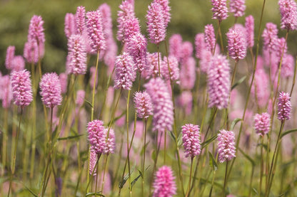 Pink Lavender Flower Field Photograph Print 100% Australian Made