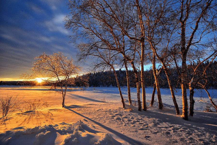 Cold Nature Trees Sunset Photograph Print 100% Australian Made