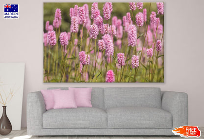 Pink Lavender Flower Field Photograph Print 100% Australian Made