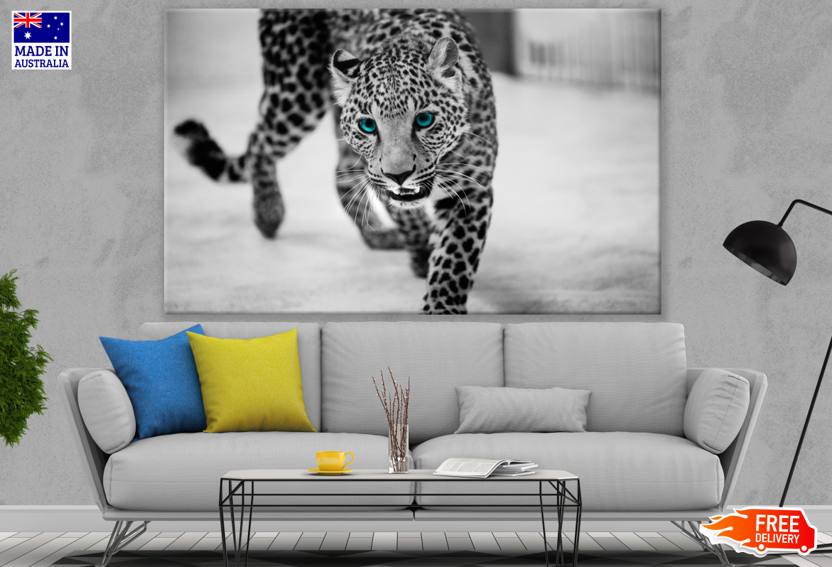 Leopard Walking Blue Eyes B&W Photograph Print 100% Australian Made