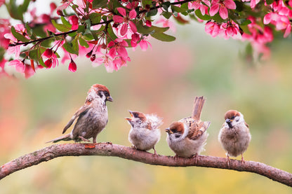 Spring Birds on Flower Tree View Photograph Print 100% Australian Made