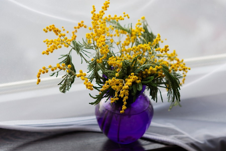 Mimosa Flowers on Flower Vase Photograph Print 100% Australian Made