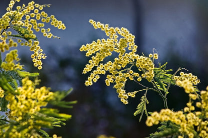 Mimosa Flowers & Palnt View Photograph Print 100% Australian Made