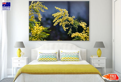 Mimosa Flowers & Palnt View Photograph Print 100% Australian Made