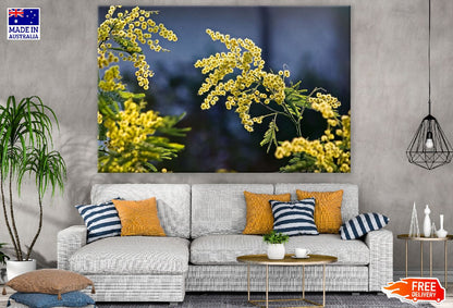 Mimosa Flowers & Palnt View Photograph Print 100% Australian Made