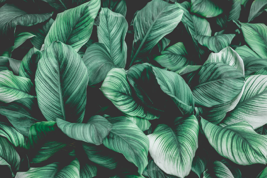 Green Plant Leaves Closeup View Photograph Print 100% Australian Made