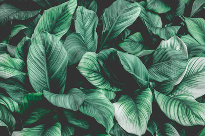 Green Plant Leaves Closeup View Photograph Print 100% Australian Made