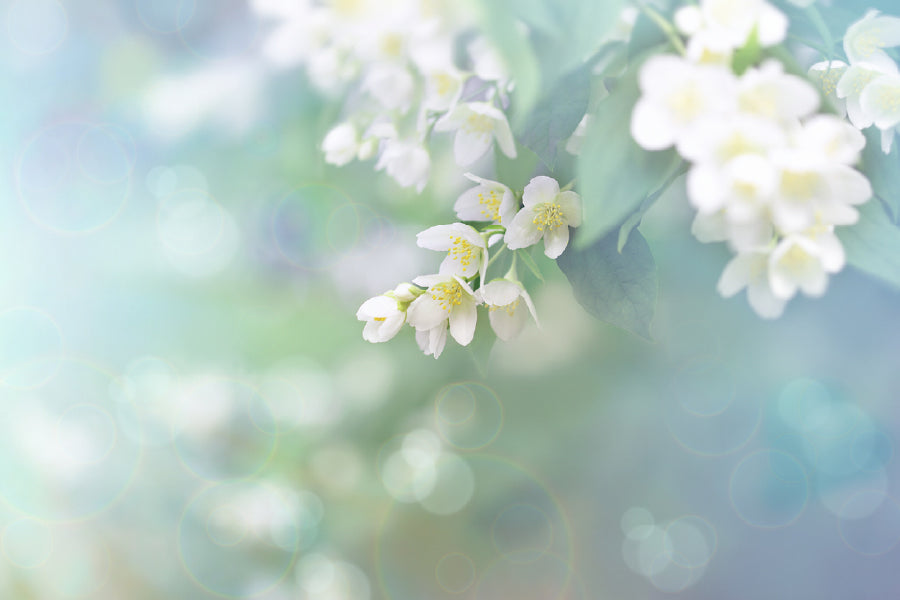 White Blossom Flowers & Leaves Photograph Print 100% Australian Made