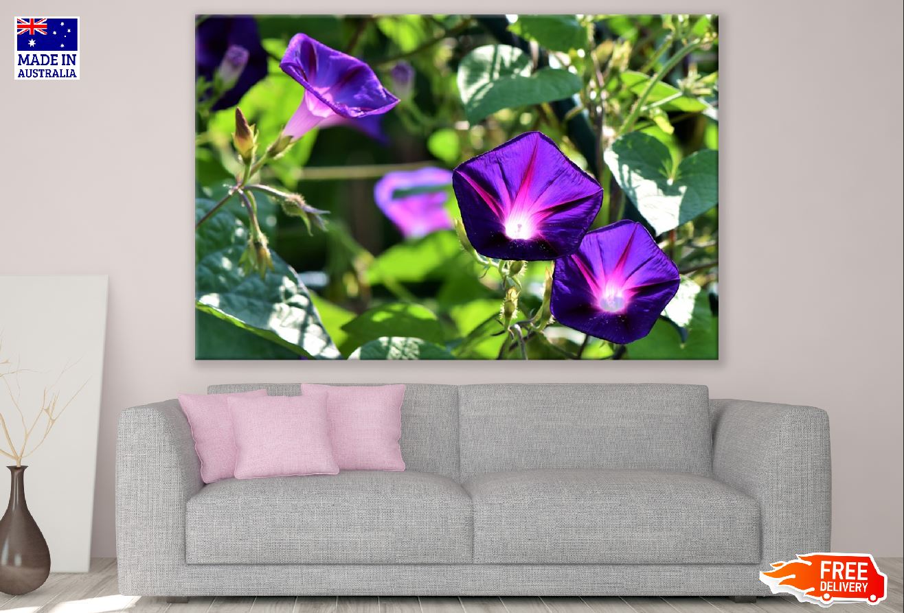 Purple Glory Flowers Photograph Print 100% Australian Made