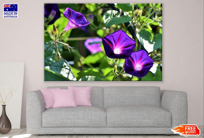 Purple Glory Flowers Photograph Print 100% Australian Made