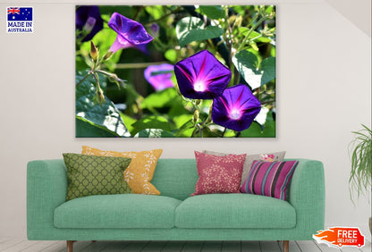 Purple Glory Flowers Photograph Print 100% Australian Made