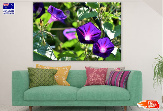 Purple Glory Flowers Photograph Print 100% Australian Made