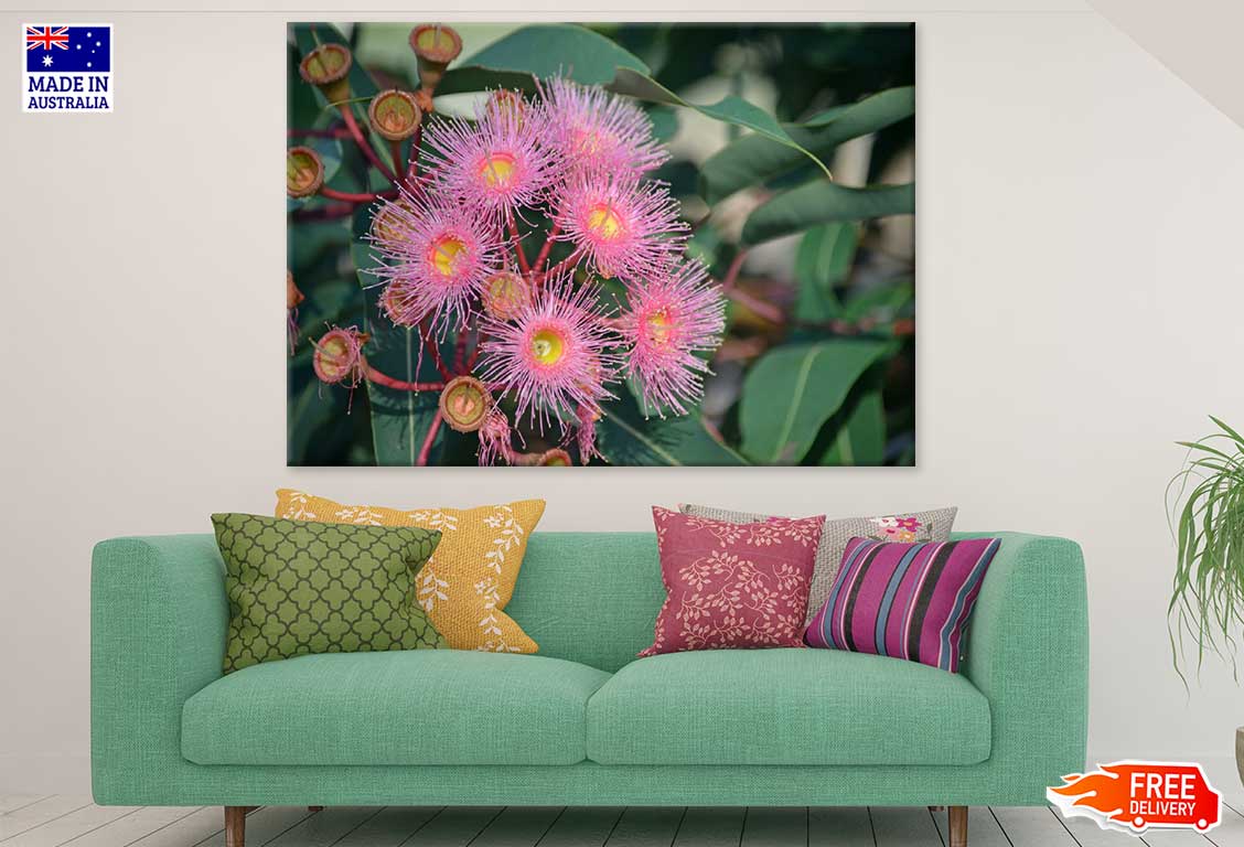 Pink Gum Flowers Closeup View Photograph Print 100% Australian Made