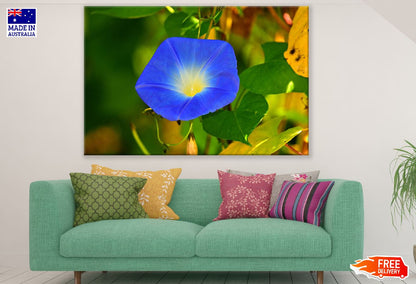 Blue Glory Flower Closeup Photograph Print 100% Australian Made