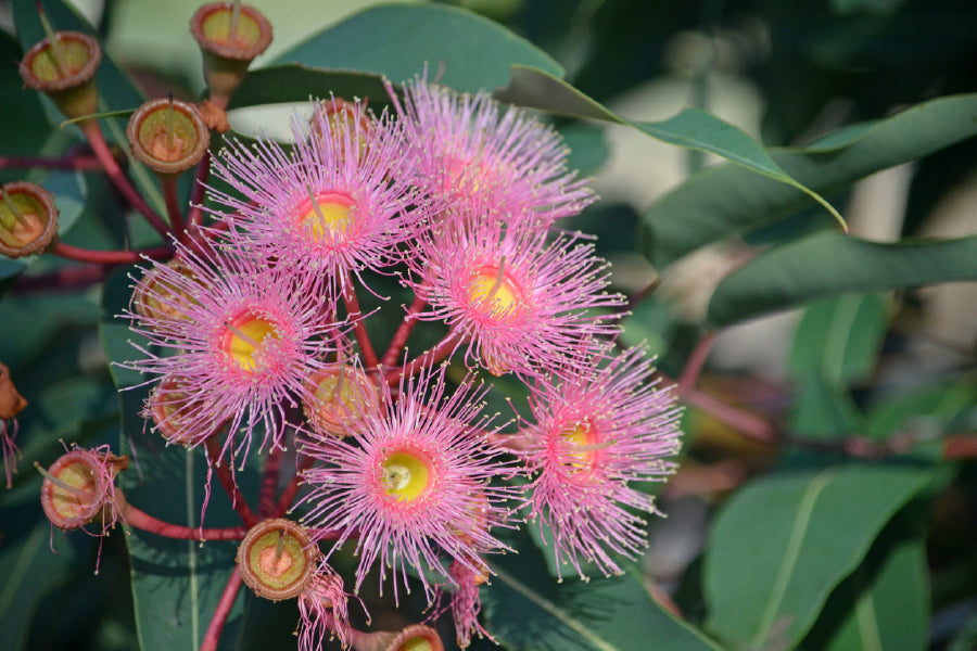 Pink Gum Flowers Closeup View Photograph Print 100% Australian Made