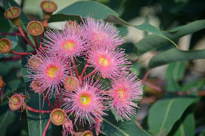 Pink Gum Flowers Closeup View Photograph Print 100% Australian Made