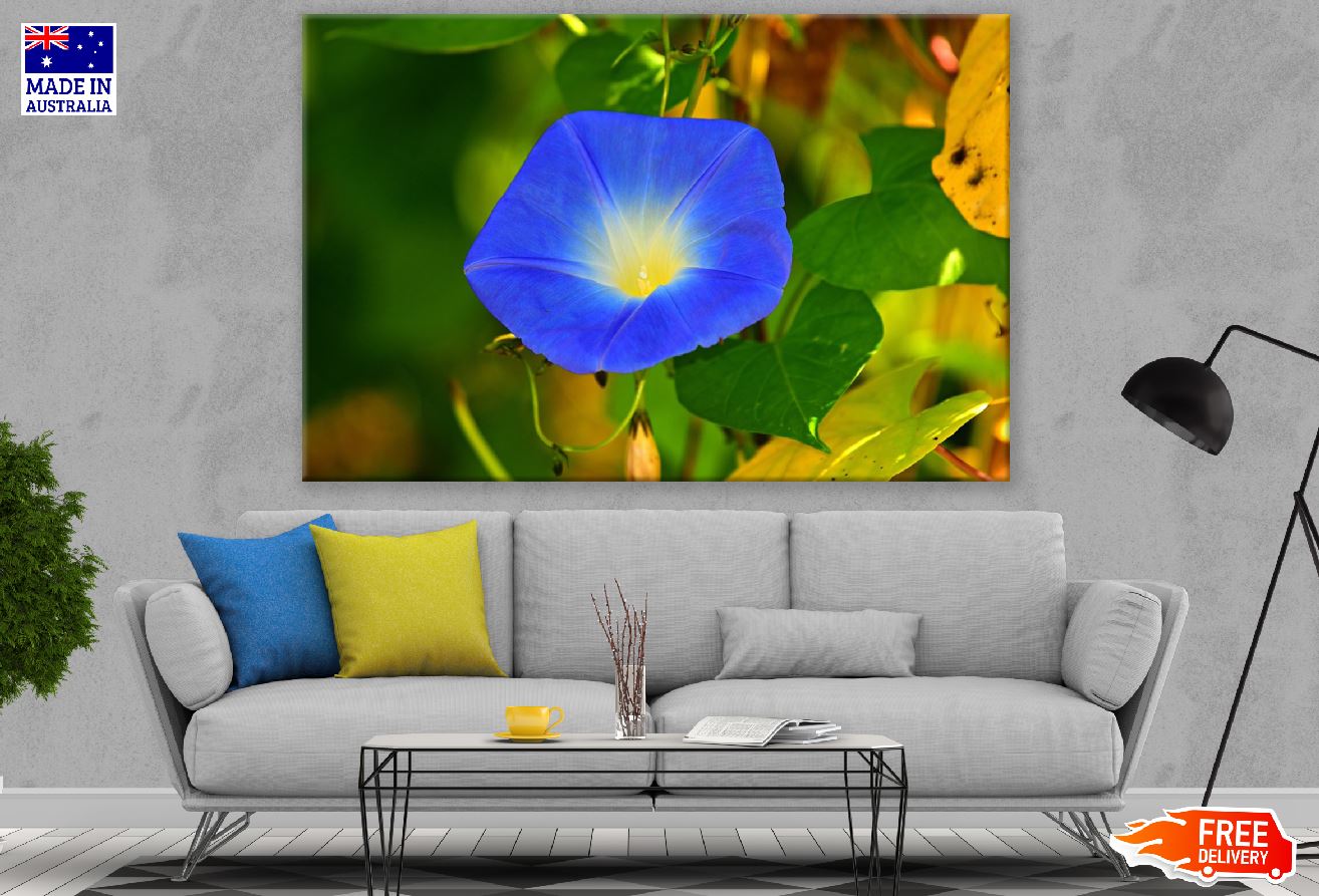 Blue Glory Flower Closeup Photograph Print 100% Australian Made