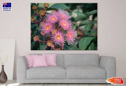 Pink Gum Flowers Closeup View Photograph Print 100% Australian Made