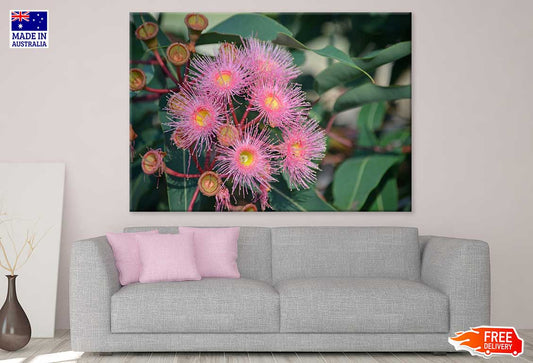 Pink Gum Flowers Closeup View Photograph Print 100% Australian Made