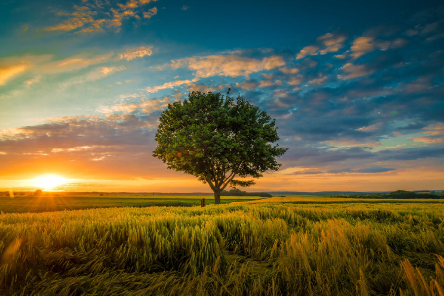 Tree Covered Grass Field Sunset Photograph Print 100% Australian Made