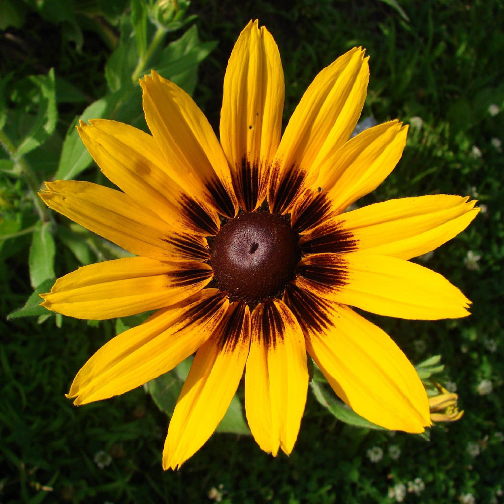 Square Canvas Yellow Rudbeckia Flower View Photograph High Quality Print 100% Australian Made