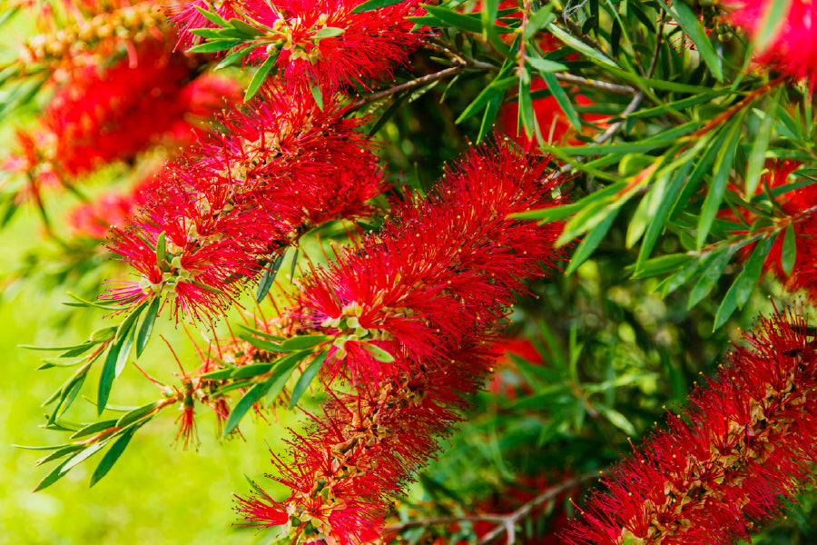 Red Bottlebrushes Plant Flowers View Photograph Print 100% Australian Made