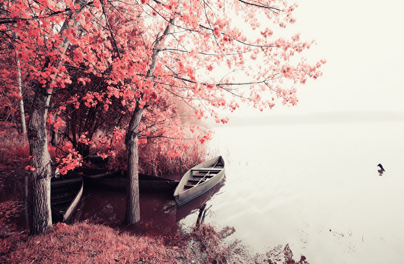 Boat on Lake near Forest Scenery Home Decor Premium Quality Poster Print Choose Your Sizes