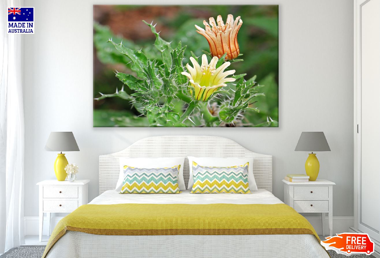 Cactus Flowers Closeup Photograph Print 100% Australian Made