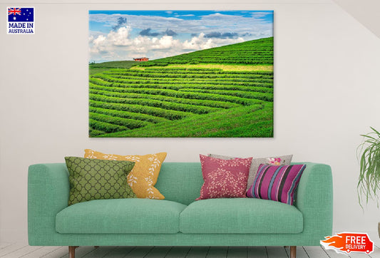 Green Tea Garden & Blue Sky View Photograph Print 100% Australian Made
