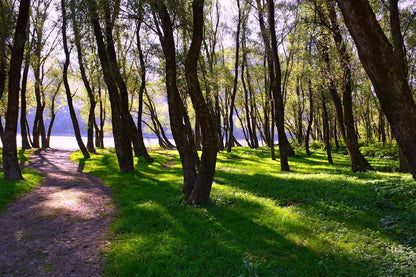 Footpath in Dark Forest Photograph Print 100% Australian Made