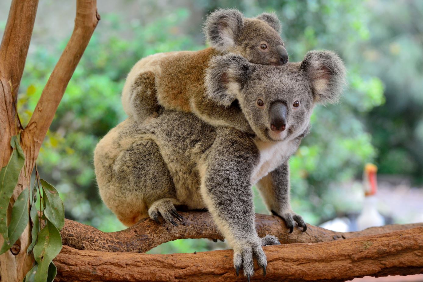 Koala Bear & Baby On a Tree Photograph Print 100% Australian Made