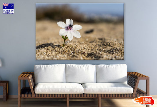 White Blossom Flower on Beach Closeup Photograph Print 100% Australian Made