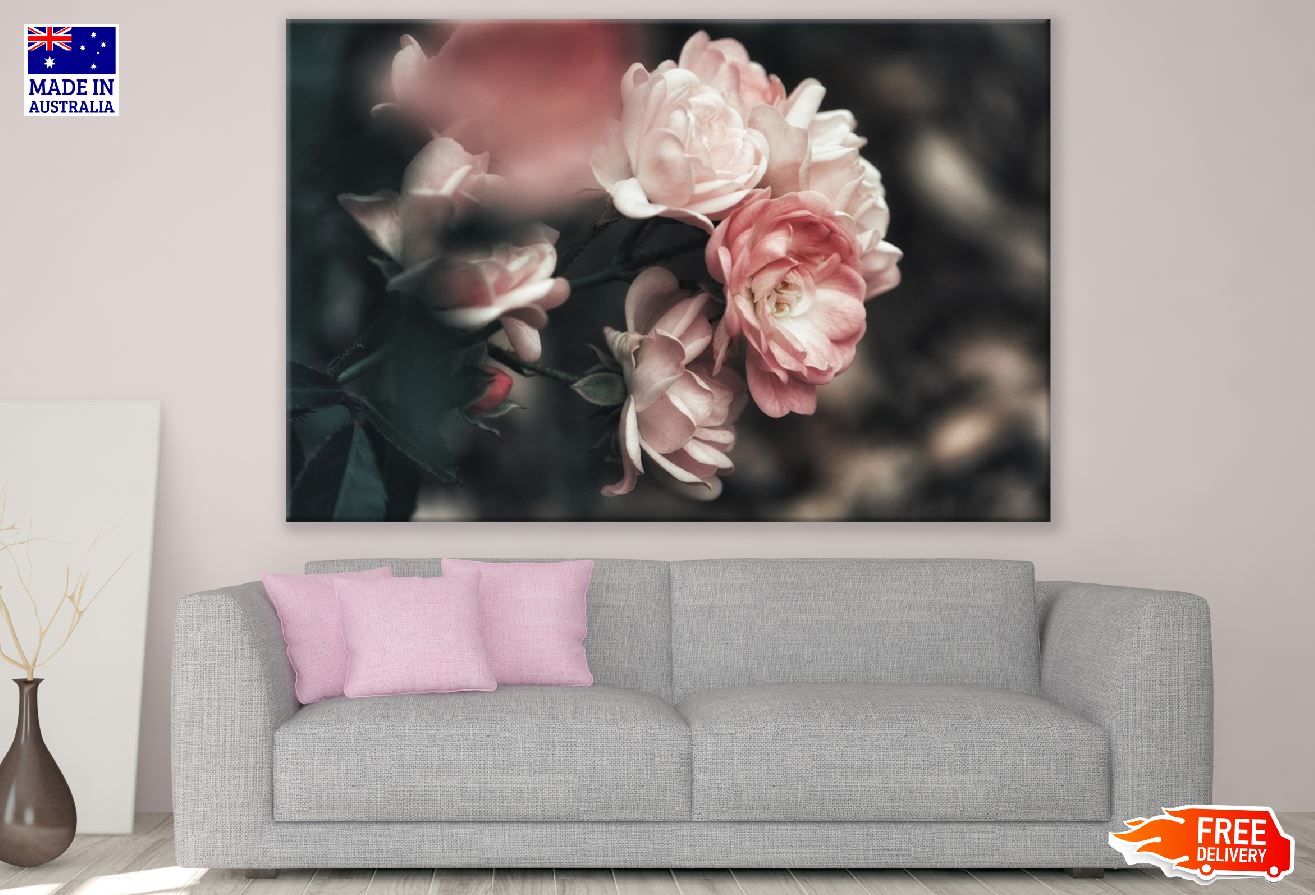 Rosebush Closeup Photograph Print 100% Australian Made