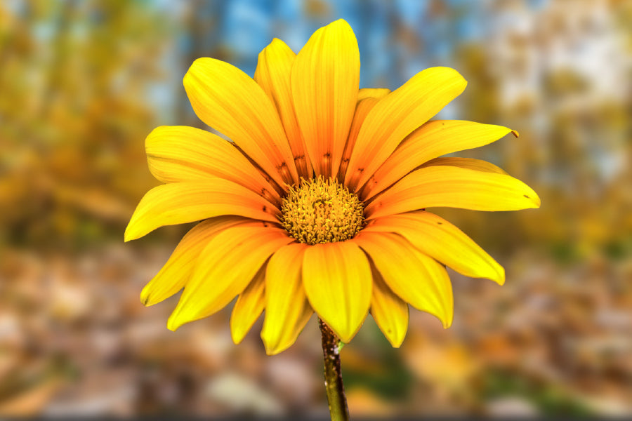 Yellow Daisy Flower Closeup View Photograph Home Decor Premium Quality Poster Print Choose Your Sizes