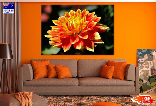 Yellow Orange Dahlia Flower View Photograph Print 100% Australian Made