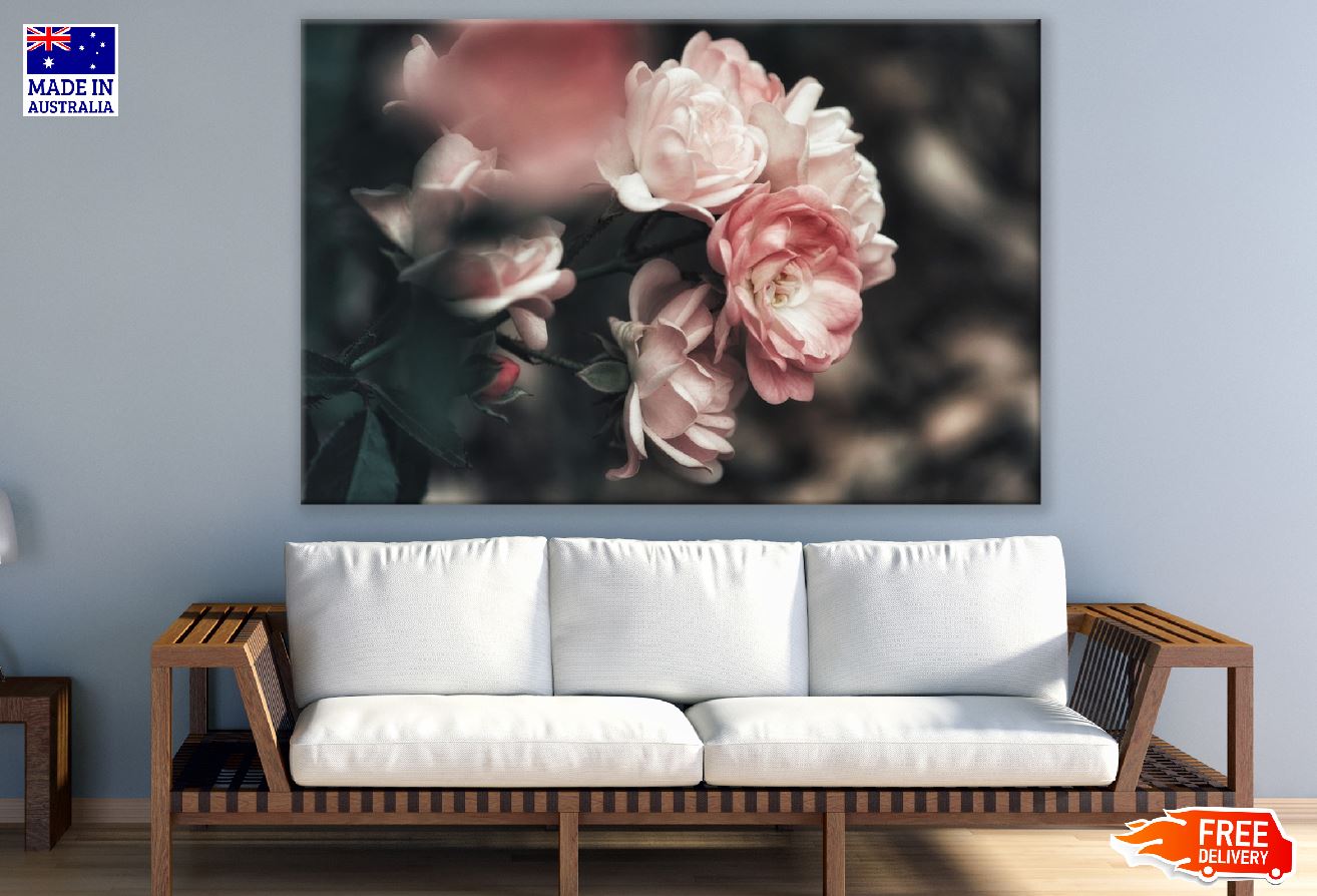 Rosebush Closeup Photograph Print 100% Australian Made