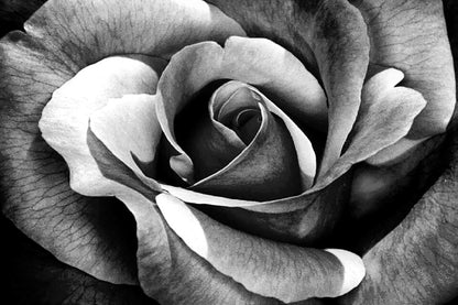 Rose Flower Petals B&W Photograph Print 100% Australian Made