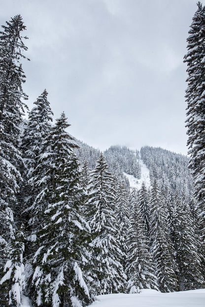 Snow Covered Pine Trees View Photograph Print 100% Australian Made